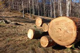Urmează să fie instituit un moratoriu de 3 ani la tăierea pădurilor din Moldova