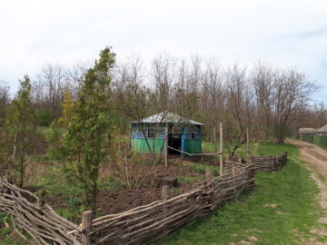 Reorganizarea silviculturii în raionul Cahul