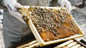 Au beneficiat de granturi și au primit stupi cu albine din partea OIM: istoria a 15 șomeri din Cantemir