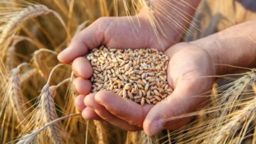 Republica Moldova a interzis exportul grâului şi a zahărului pe perioada stării de urgenţă