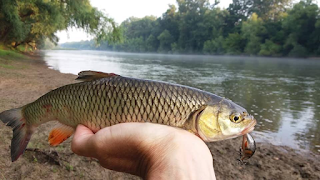 Repopularea râului Prut cu pești din specia Crap