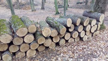 Linia verde pentru informarea populației despre stocurile de lemne